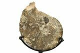 Cretaceous Ammonite (Mammites) Fossil with Metal Stand - Morocco #274600-2